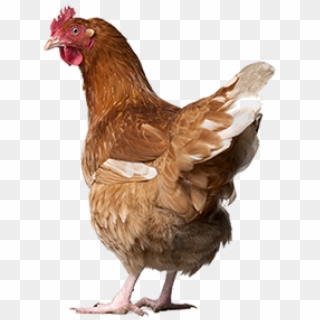 Chicken Png Icon - Free Range Eggs Nz Clipart
