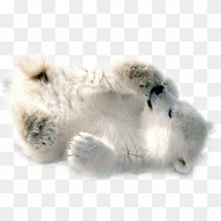 Download Polar Bear Png Transparent Images Transparent - Baby Polar Bear Transparent Clipart