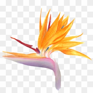 Bird Of Paradise Flower Png Watercolor Clipart