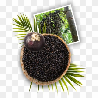 Harvesting Açaí Is An Age-old Tradition In The North - Olive Clipart