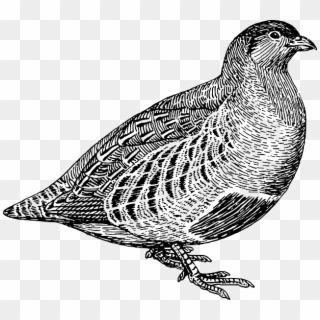 Line Art Clip - Partridge Black And White - Png Download