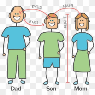 Cartoon Showing How A Son Acquires Eye Color And Height - Genes From Parents To Child Clipart