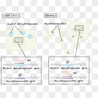 Gene Regulation Makes Cells Different - Regulacion Genica En Eucariontes Clipart