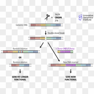 How Does Genome Editing Work - Does End Repair Work Clipart