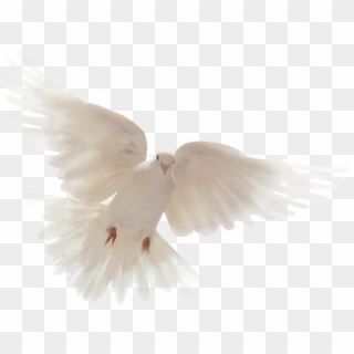 Palomas Png - Symbol Of The Holy Spirit Dove Clipart
