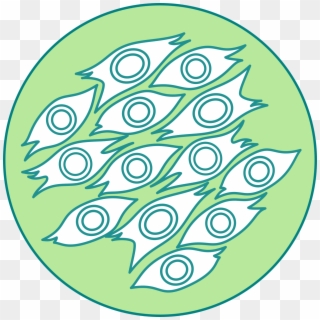 Medicamentos De Células Madre - Circle Clipart