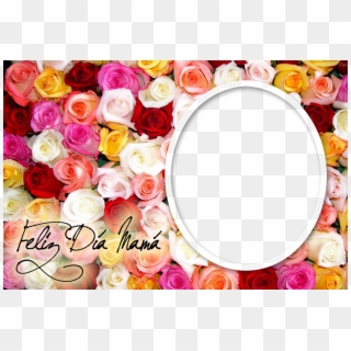 Rosas De Muchos Colores - Desktop Pic Of Flowers Clipart