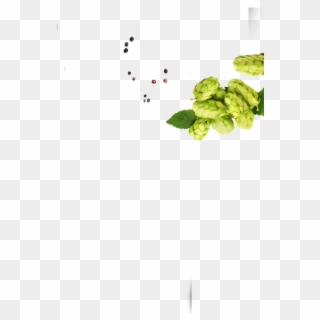Slider 1 Slide 3 Right - Brussels Sprout Clipart