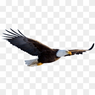 Flying Eagle Transparent Clipart
