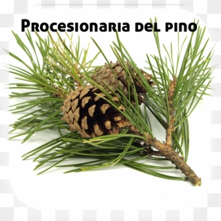 Procesionaria Pinos - Pine Branch Clipart