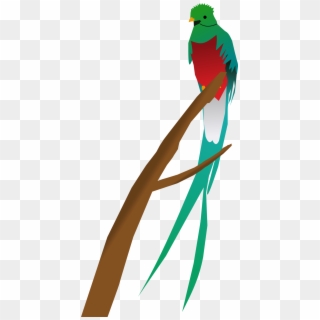 Quetzal Png - Tropical Bird Clipart Transparent Png