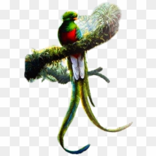 Resplendent Quetzal Art , Png Download - Dibujos Del Quetzal A Lapiz Clipart