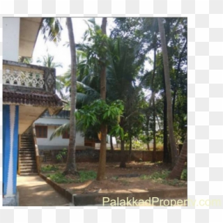 For Sale, 29cent Property With Cocunut Trees, Mango - Attalea Speciosa Clipart