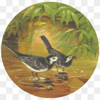 This Free Icons Png Design Of Circular Water Wagtail - Ruddy Turnstone Clipart