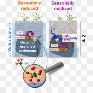 Anoxic Organic-enriched Sediments Strongly Accumulate - Fruit Clipart