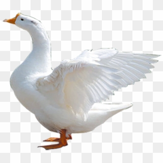 Duck Png Image - Goose Clipart