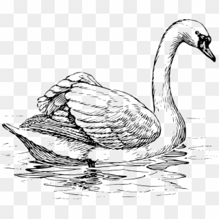 Duck Png Image - Swan Clipart Black And White Transparent Png