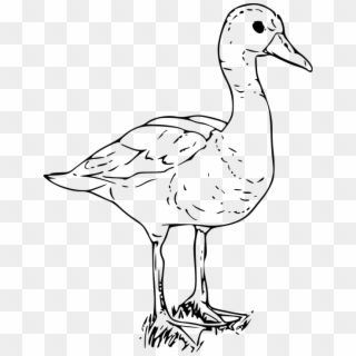 Duck White Goose Bird Water Standing Duckling - Farm Animals Black And White Clipart - Png Download