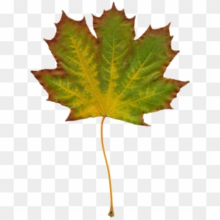 Leaves Nature Autumn Clipart 1072563 - Efterår Blad - Png Download