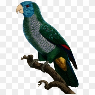 #mq #green #parrot #bird #birds - Parakeet Clipart