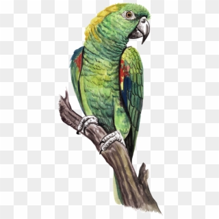 Guias - Macaw Clipart