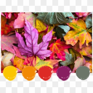 Leaf, Autumn, Fall, Color, Maple, Purple, Leafe, Nature, - Fall Season Love Clipart