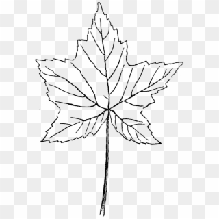 Drawn Maple Leaf Botanical - Sketch Clipart
