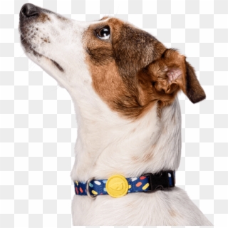 Previousnext - Companion Dog Clipart