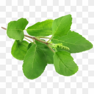 Tulsi Leaves , Png Download - Tulasi Leaves Clipart