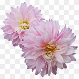 Dahlias, Flowers, Pink - Dahlias Png Clipart