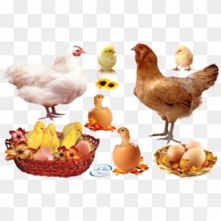 Food , Png Download - Food Clipart