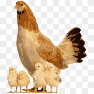 Quality Clip Art Of - Hen And Chicks Png Transparent Png