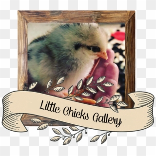 Click Here To See Sybil's Little Chick - Chicken Clipart