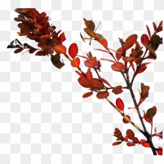 #branch #tree #red #leaves - Ilex Vomitoria Clipart