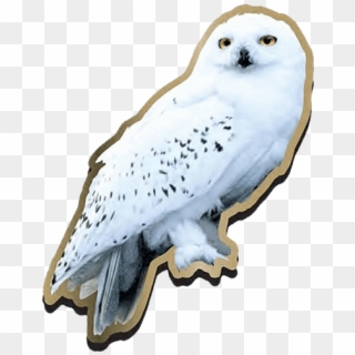 Hedwig Png - Hedwig Harry Potter Clipart