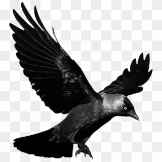 #mq #black #raven #bird #birds - Flying Raven Transparent Clipart