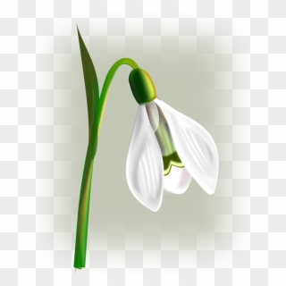 Snowdrop Flower White Galanthus Green Leaves Stem - Snowdrop Clipart - Png Download