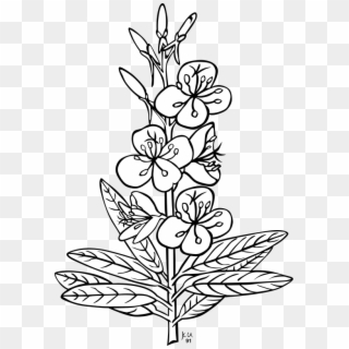 Jpg Black And White Download Fire Weed Coloring Page - Outline Pictures Of Flowers Clipart
