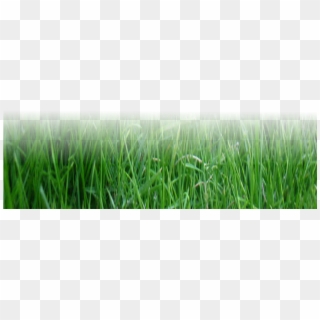 Lawn Mowing, Grass - Sweet Grass Clipart