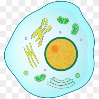 Animal Cell Clip Art - Png Download