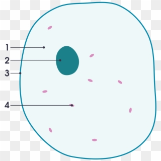 Simple Diagram Of Animal Cell - Cell Clipart