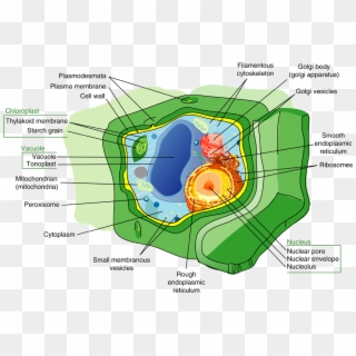 In Addition To Containing Most Of The Organelles Found - Plant Cell Diagram Cytoskeleton Clipart