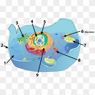 Animal Cell Numbered - Circle Clipart