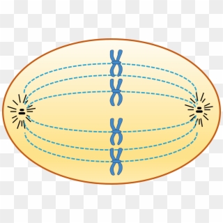 Animal Cell In Metaphase - Spindle Fibres Clipart