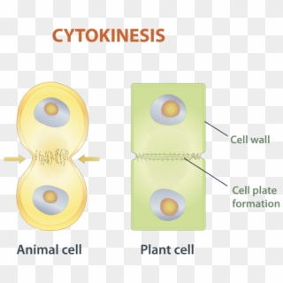 Cytokinesis Is The Final Stage Of Eukaryotic Cell Division - Gambar Sitokinesis Pada Mitosis Clipart