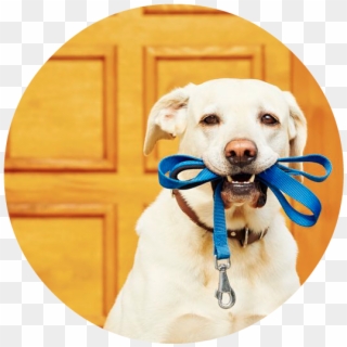 Dog Mouth Png - Mascotas Solas En Casa Clipart