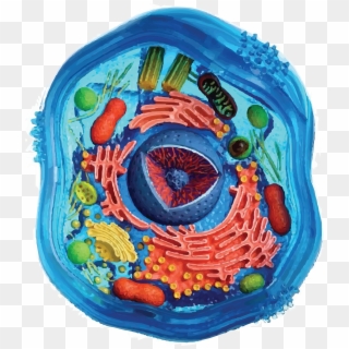 Cell Division - Painting An Animal Cell Clipart