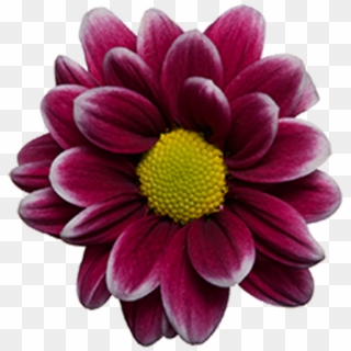 Click To Enlarge Image Purple White Daisy Handsome - Chrysanthemum Clipart