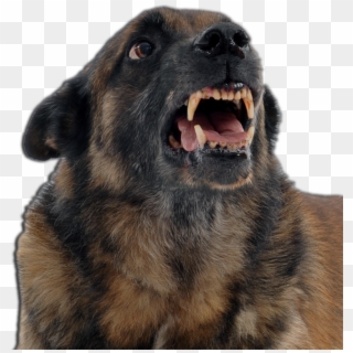 An Angry Dog - Caes E Gatos Agressivos Clipart