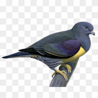 Pigeon Png Picture - Portable Network Graphics Clipart